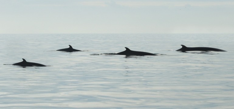  Minke Whales Staithes Sept 2016 © Richard Baines