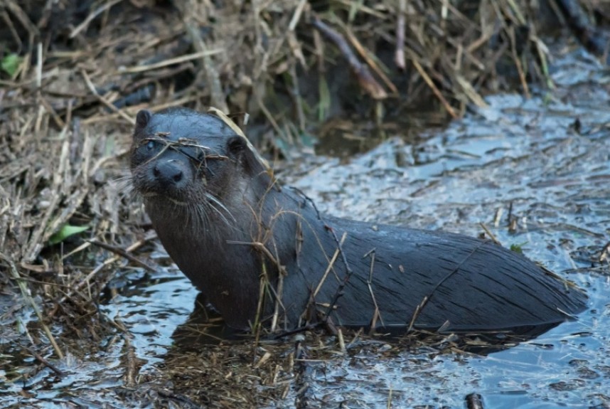  Otter © Tony McLean 