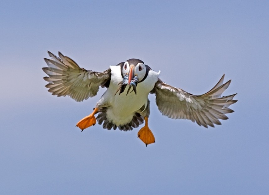  Puffin - Steve Race ©