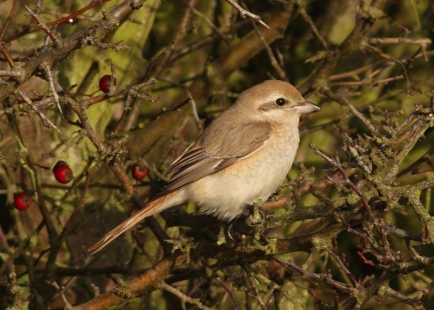  Isabelline Shrike at Spurn © Ian Smith