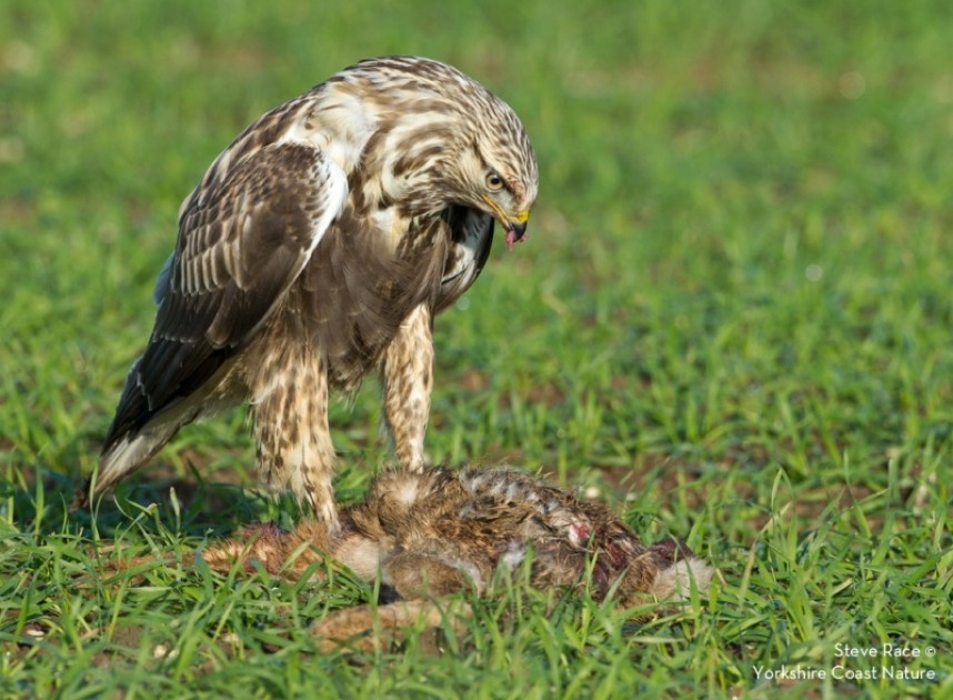  Rough-legged Buzzard at Grindale © Steve Race