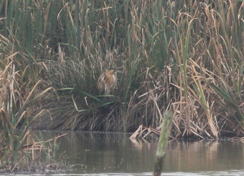   Bittern at Filey © Mark James Pearson