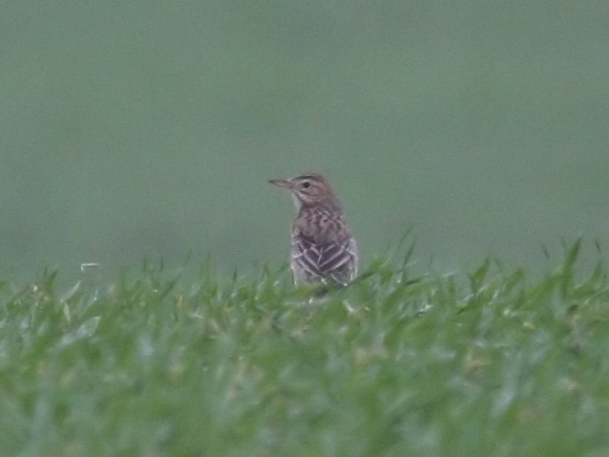  Richard's Pipit at Filey © John Harwood