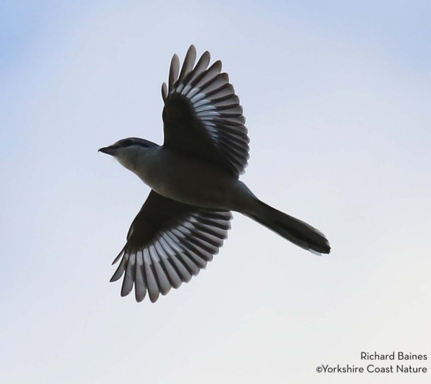  Great Grey Shrike at Flamborough © Richard Baines