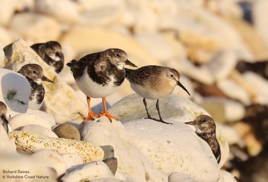  Curlew Sandpiper at Flamborough © Richard Baines