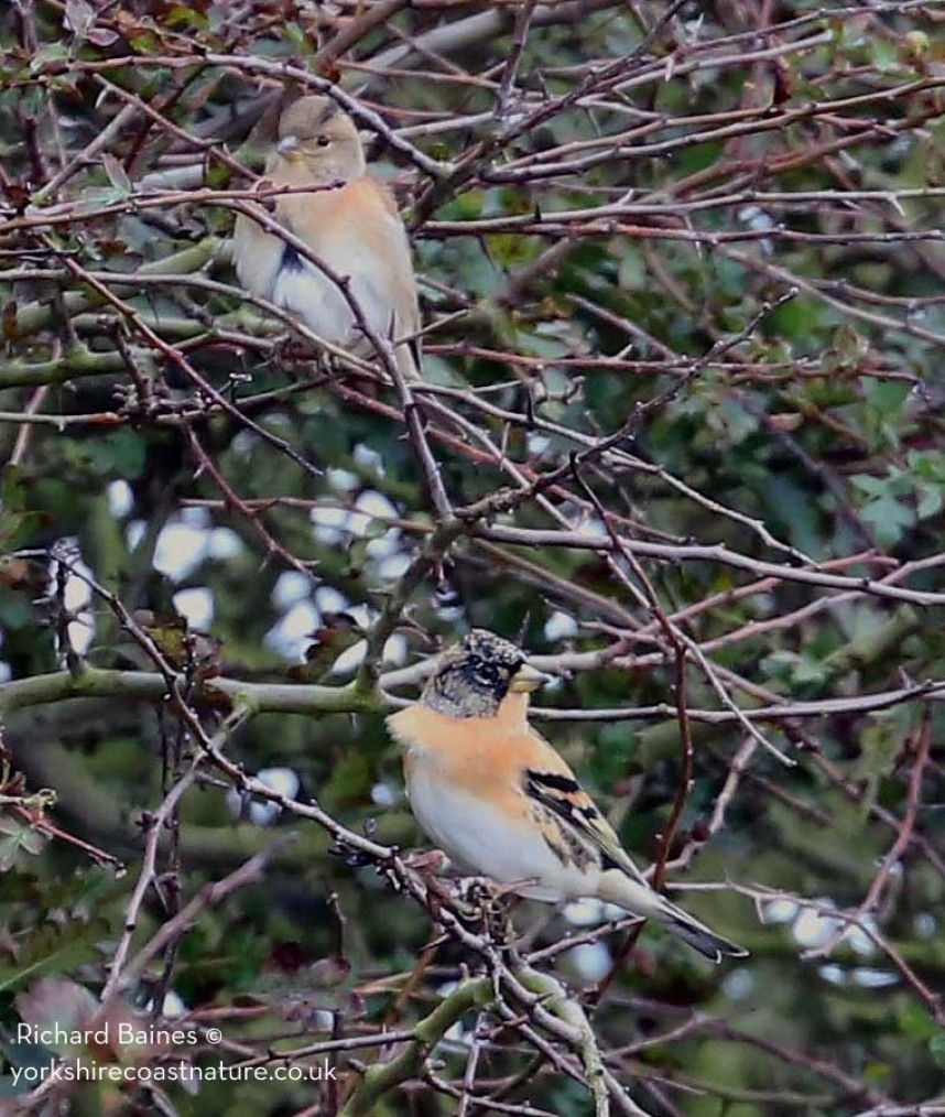  Bramblings at Flamborough © Richard Baines