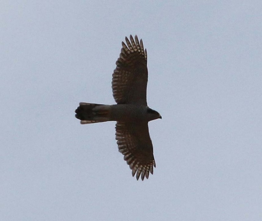  Northern Goshawk North Yorkshire © Richard Baines