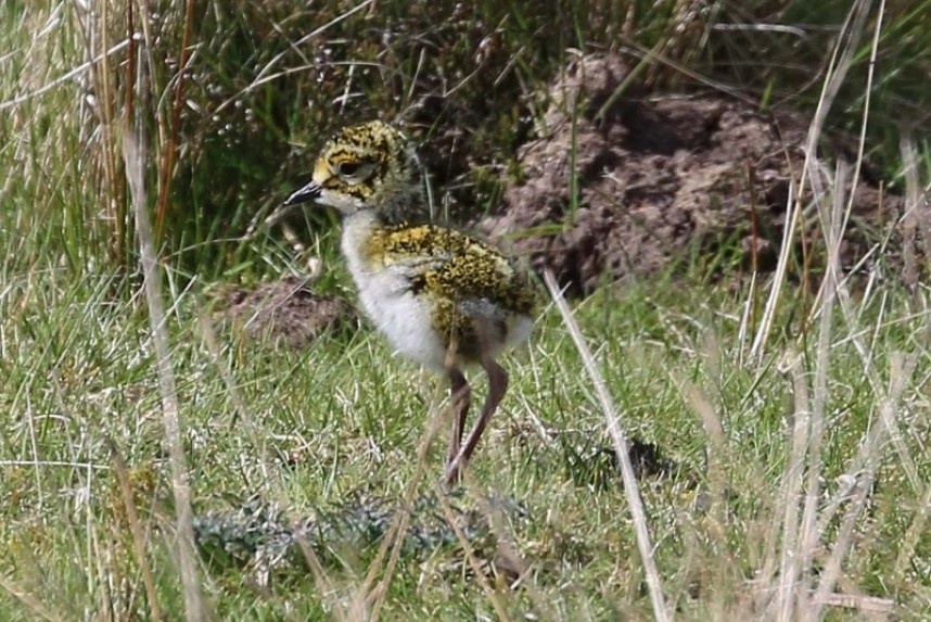  Golden Plover chick, North York Moors © Richard Baines