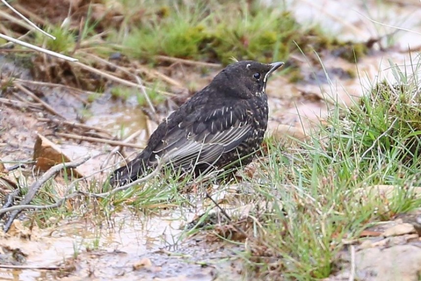  Ring Ouzel chick North York Moors © Richard Baines