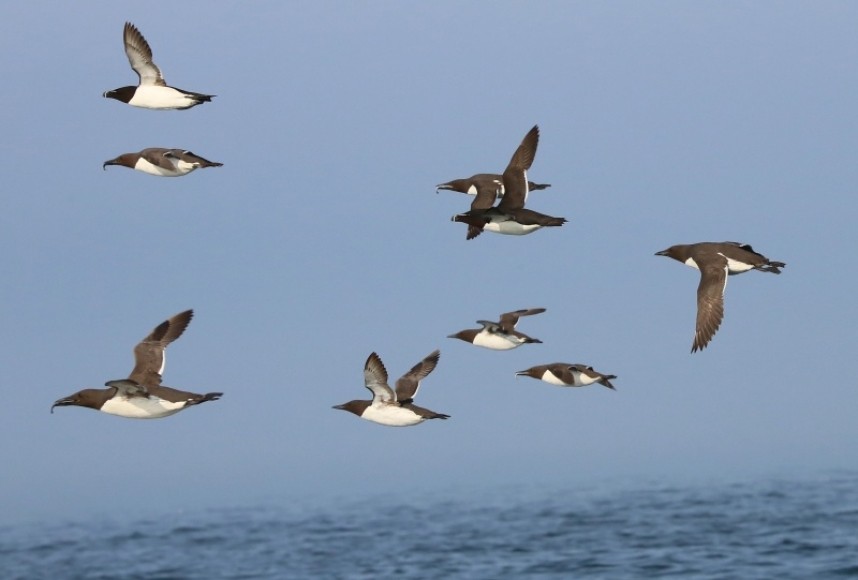  Razorbills and Guillemots Flamborough Headland © Richard Baines