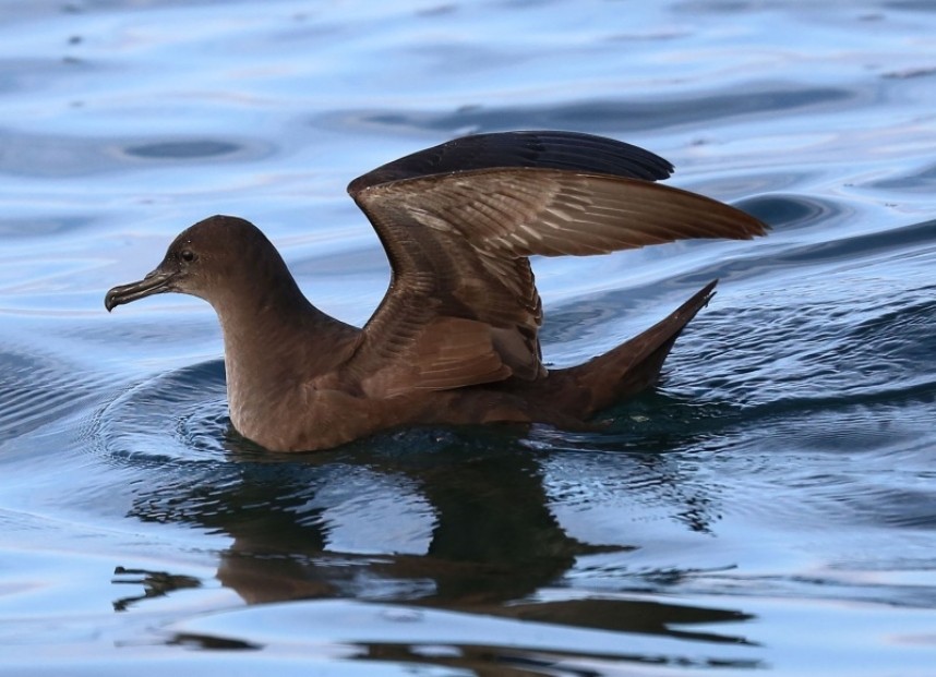  Sooty Shearwater Staithes © Richard Baines