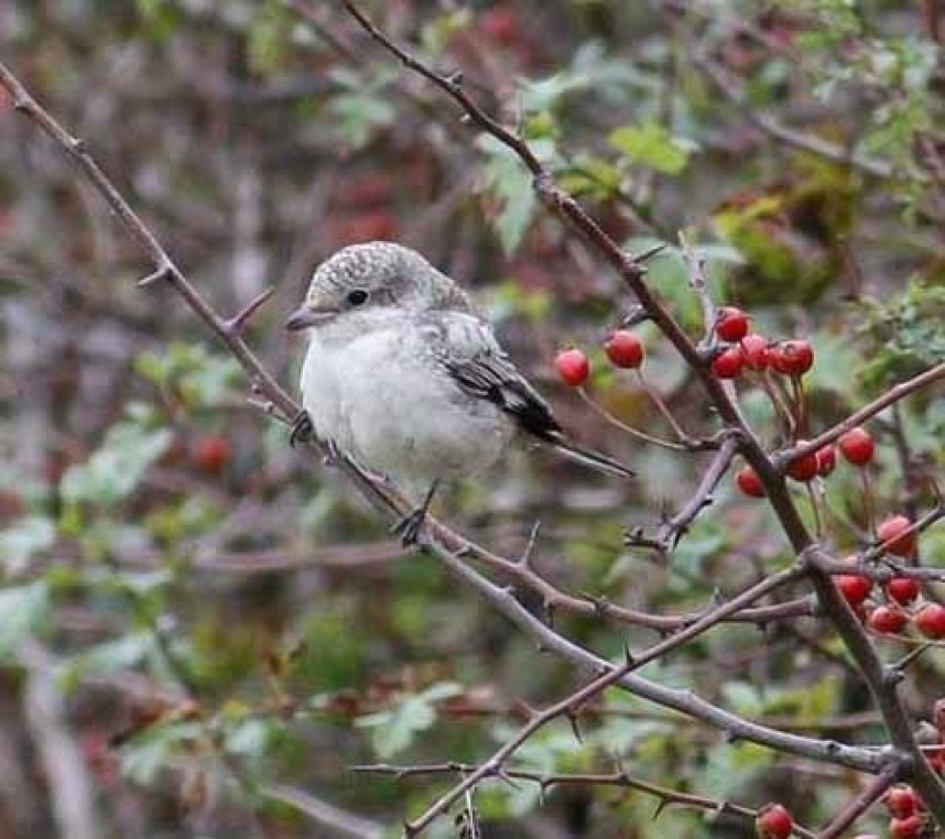  Masked Shrike Kilnsea © Dave Aitken 