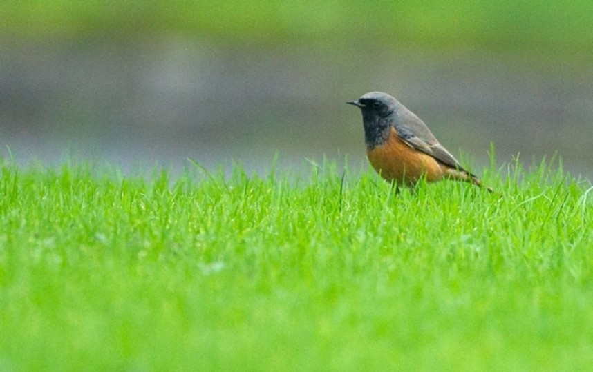  Eastern Black Redstart © Steve Race