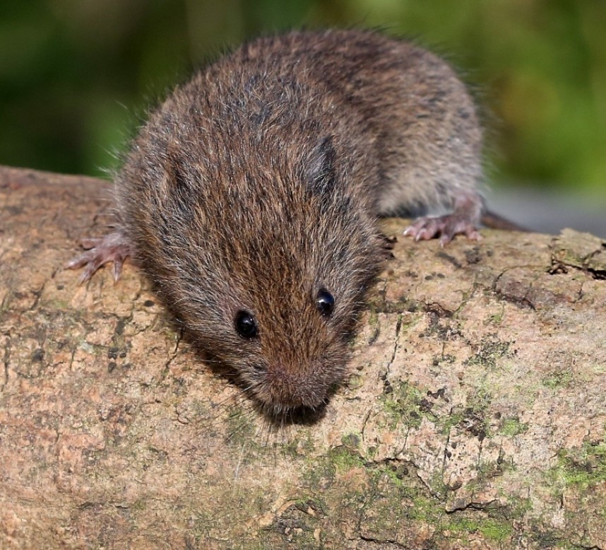  Field Vole © Dan Lombard