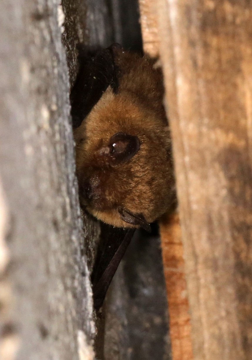  Soprano Pipistrelle © Dan Lombard