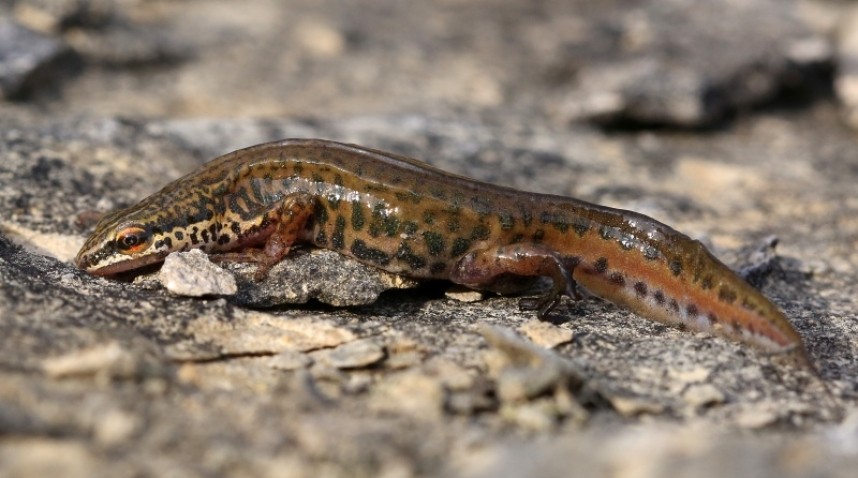  Palmate Newt © Dan Lombard