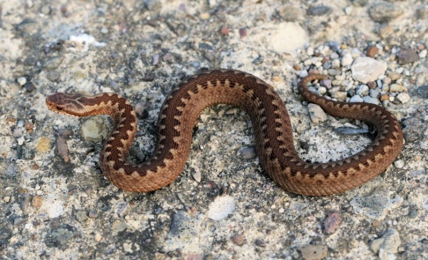  Adder © Richard Baines