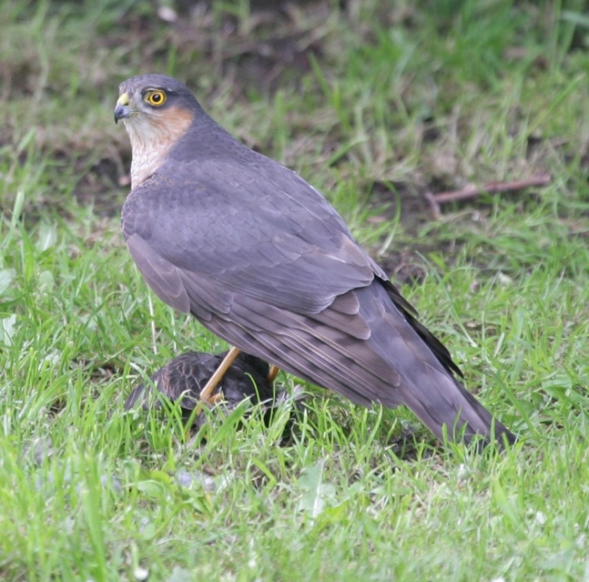  Sparrowhawk © Richard Baines