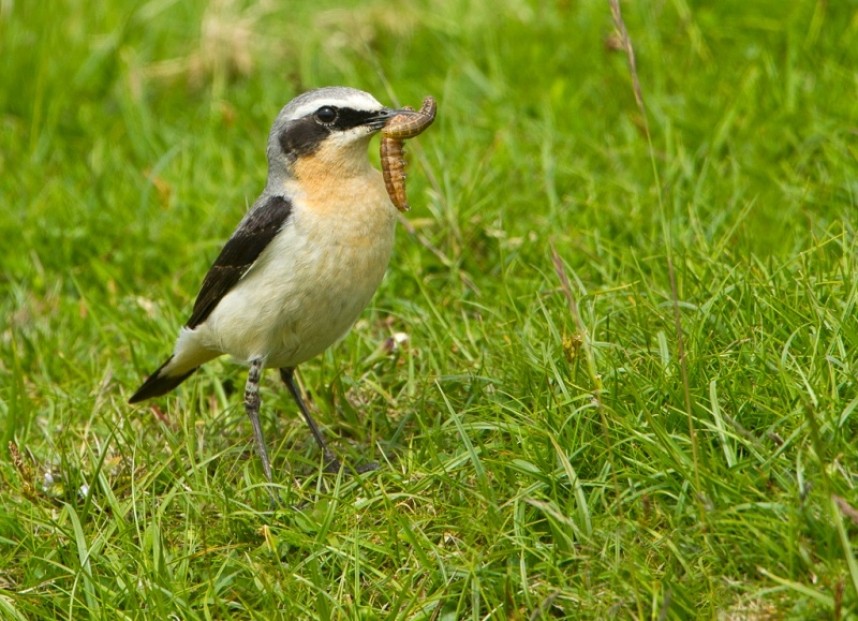  Northern Wheatear © Steve Race