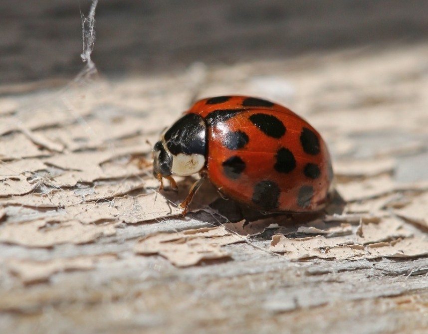   Harlequin Ladybird © Dan Lombard