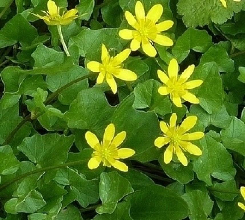  Lesser Celandines