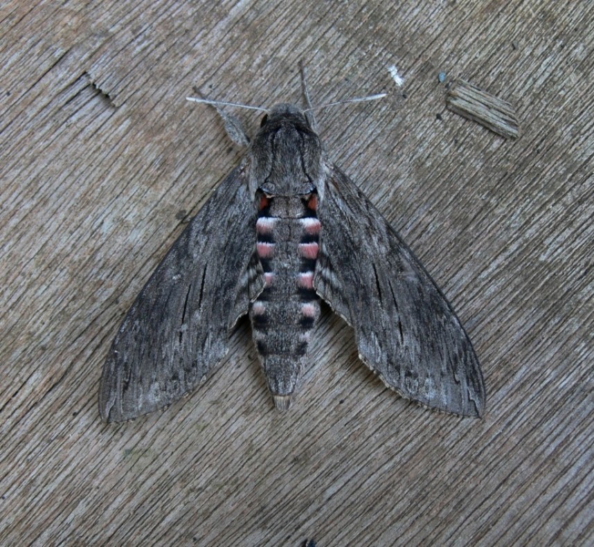  Convolvulus Hawkmoth © Richard Baines