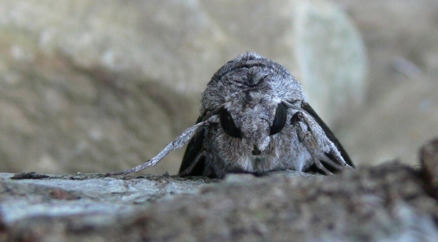  Convolvulus Hawkmoth © Richard Baines