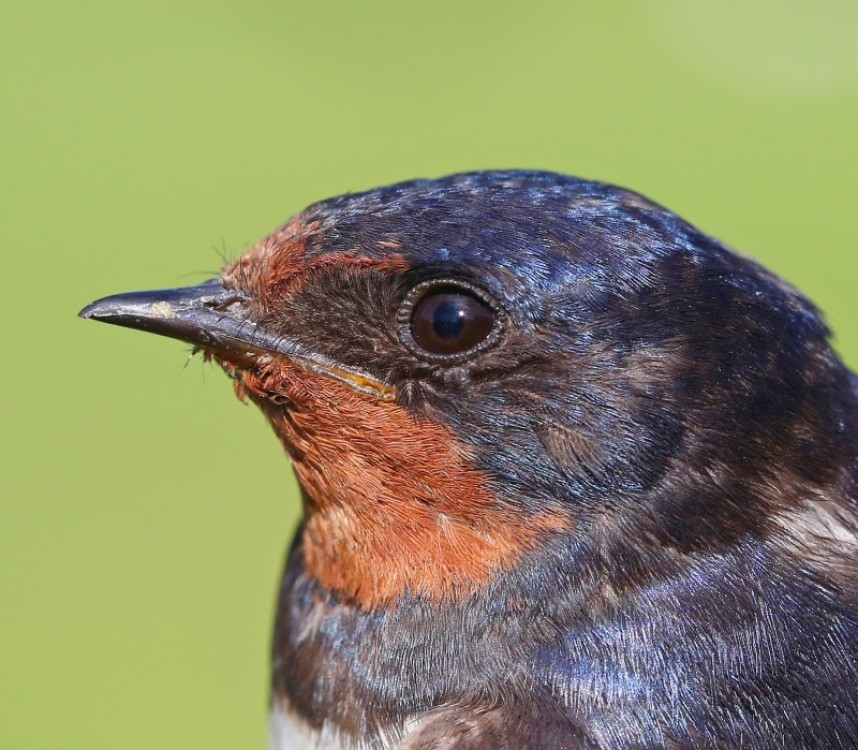  Swallow © Dan Lombard