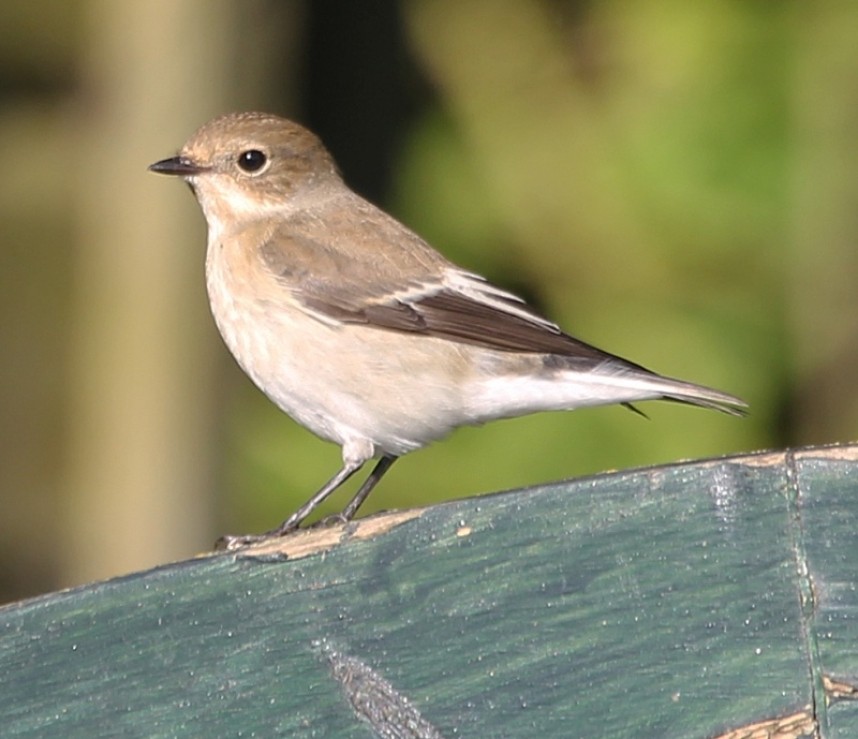  Pied Flycatcher © Richard Baines