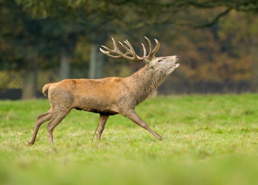  Red Deer - Steve Race ©
