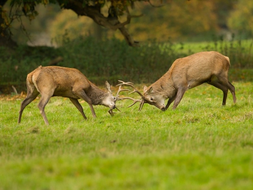  Red Deer - Steve Race ©