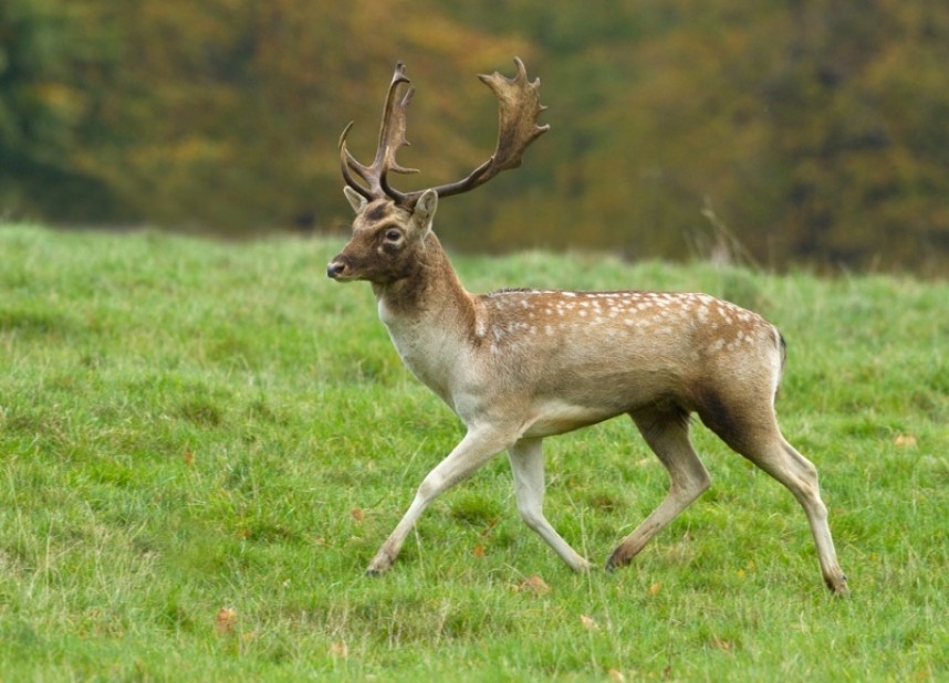  Fallow Deer - Steve Race ©
