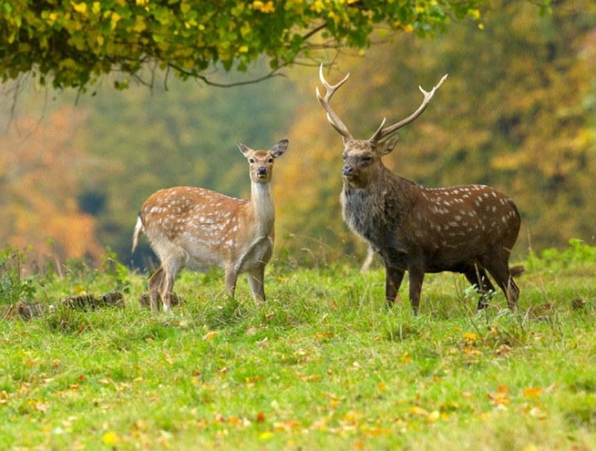  Sika Deer - Steve Race ©