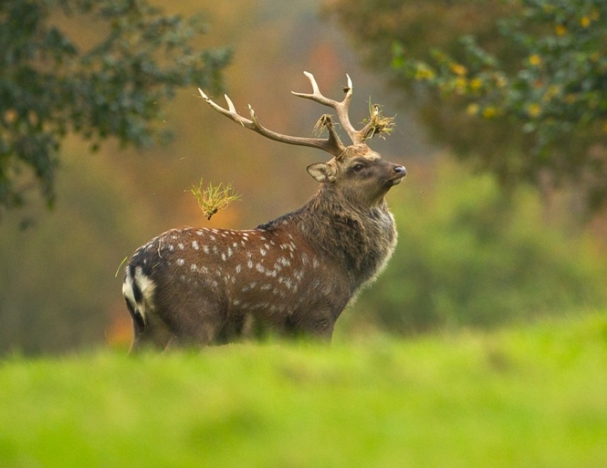  Sika Deer - Steve Race ©