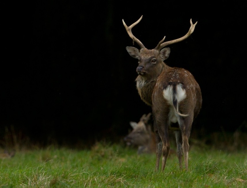  Sika Deer - Steve Race ©