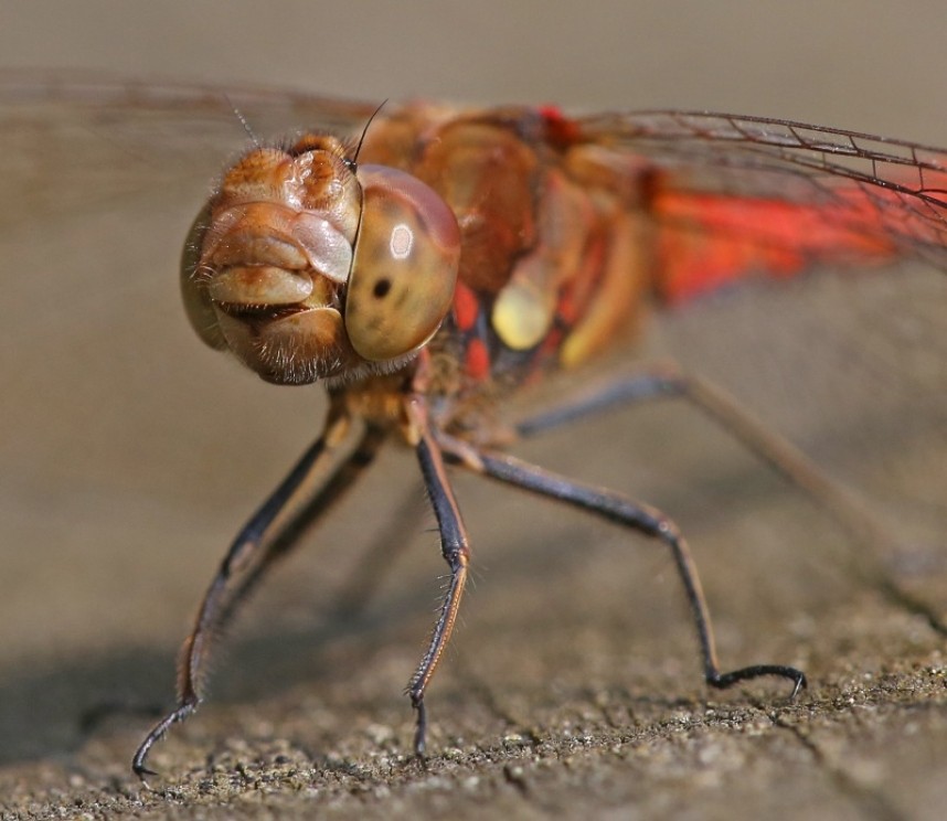  Common Darter © Dan Lombard
