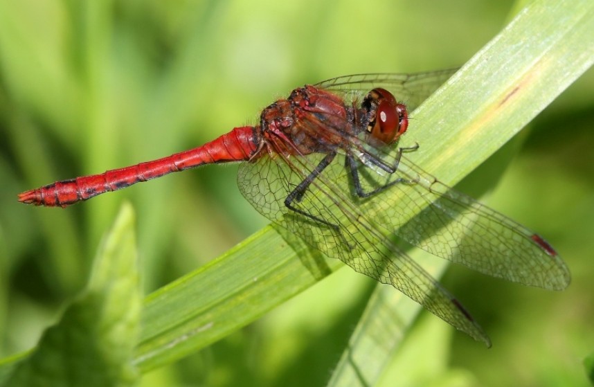  Ruddy Darter © Dan Lombard