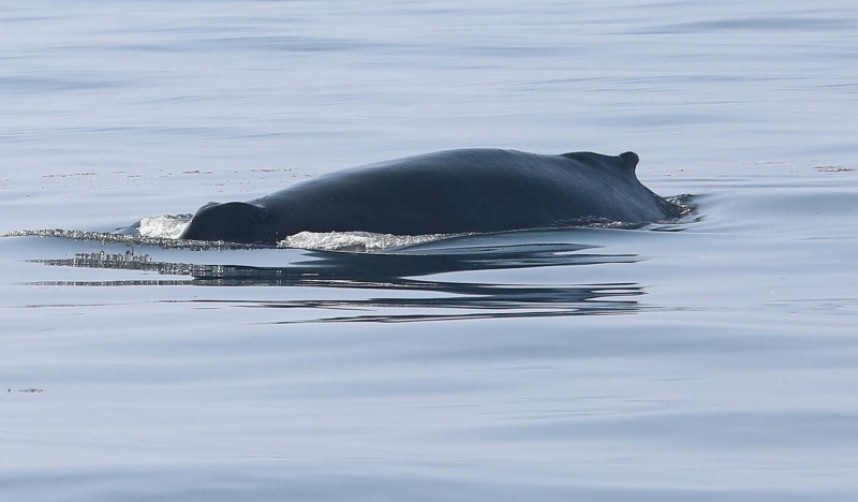  Humpback Whale © Richard Baines