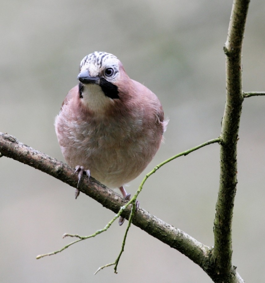  Jay © Dan Lombard