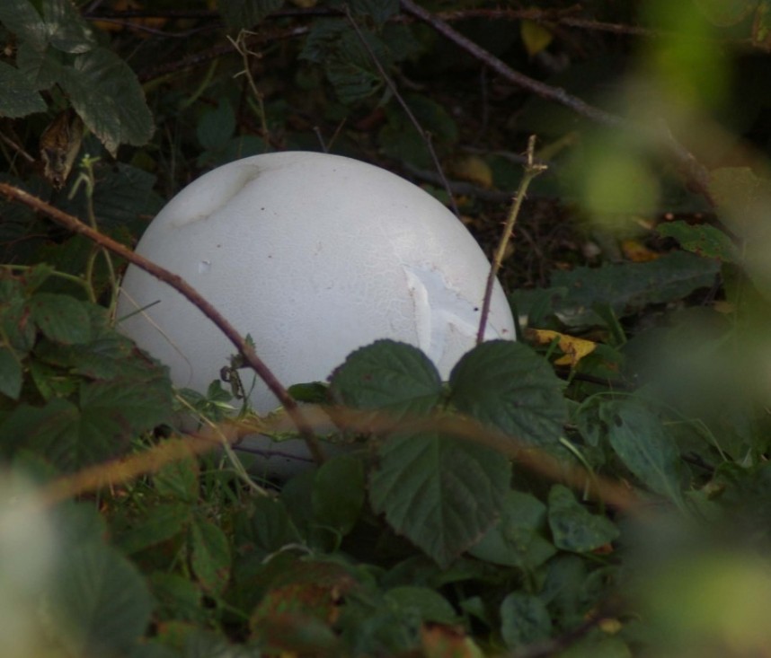  Giant Puffball © Dan Lombard