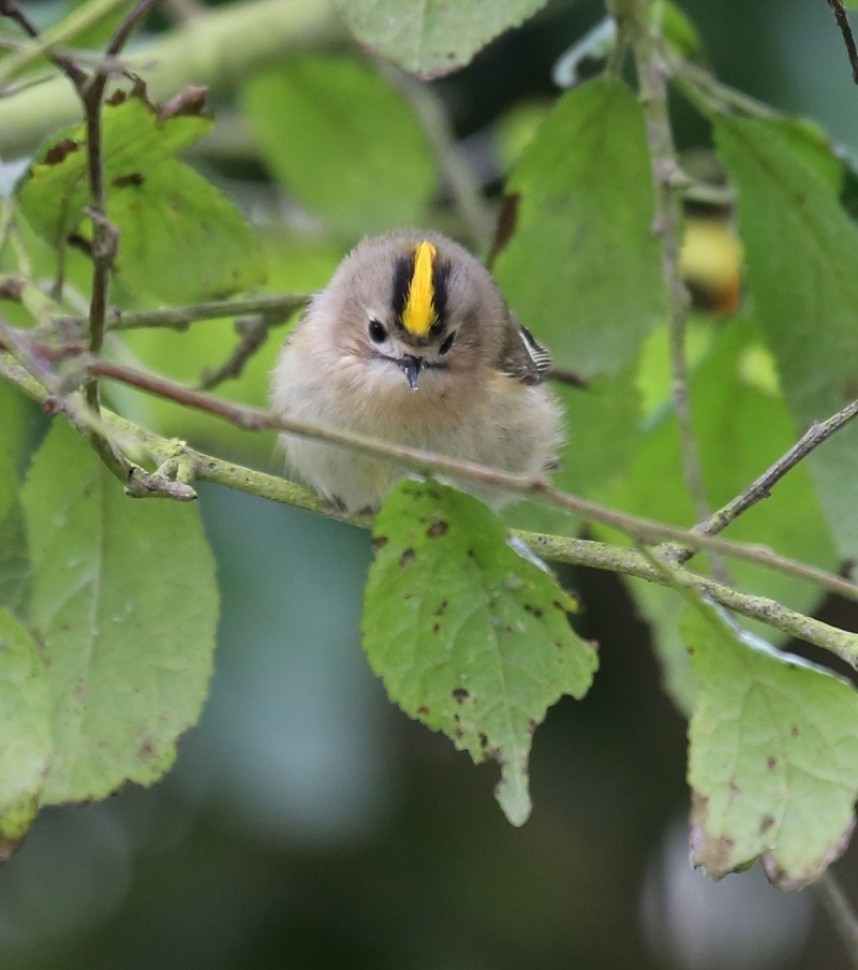  Goldcrest © Richard Baines