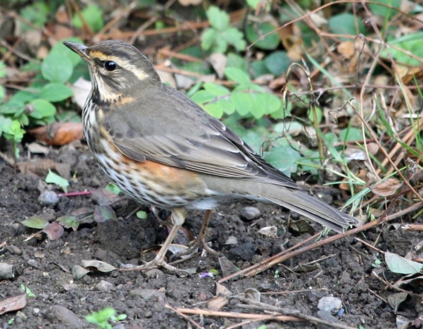  Redwing © Richard Baines