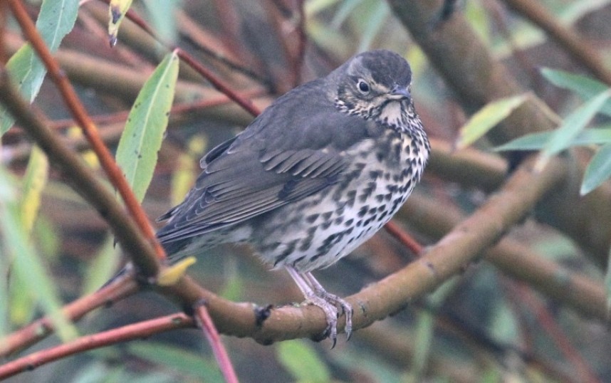 Song Thrush (Scandinavian) © Richard Baines