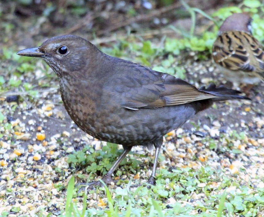  Blackbird © Richard Baines