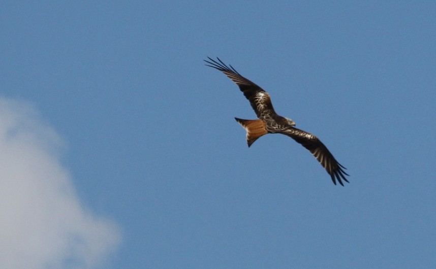  Red Kite © Richard Baines