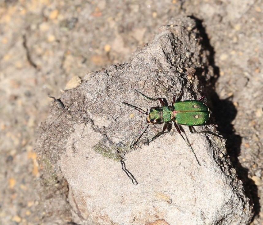  Tiger Beetle © Richard Baines