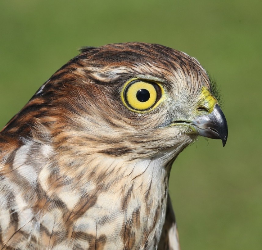  Sparrowhawk © Dan Lombard