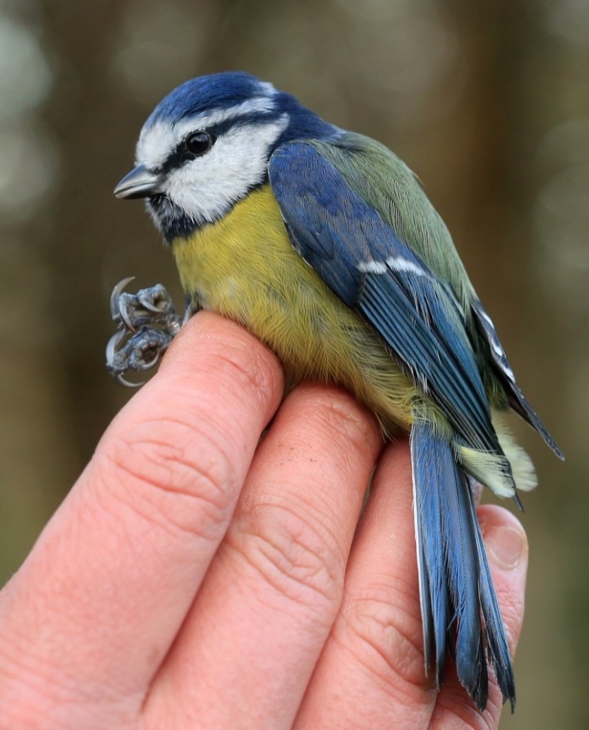  Blue Tit © Dan Lombard