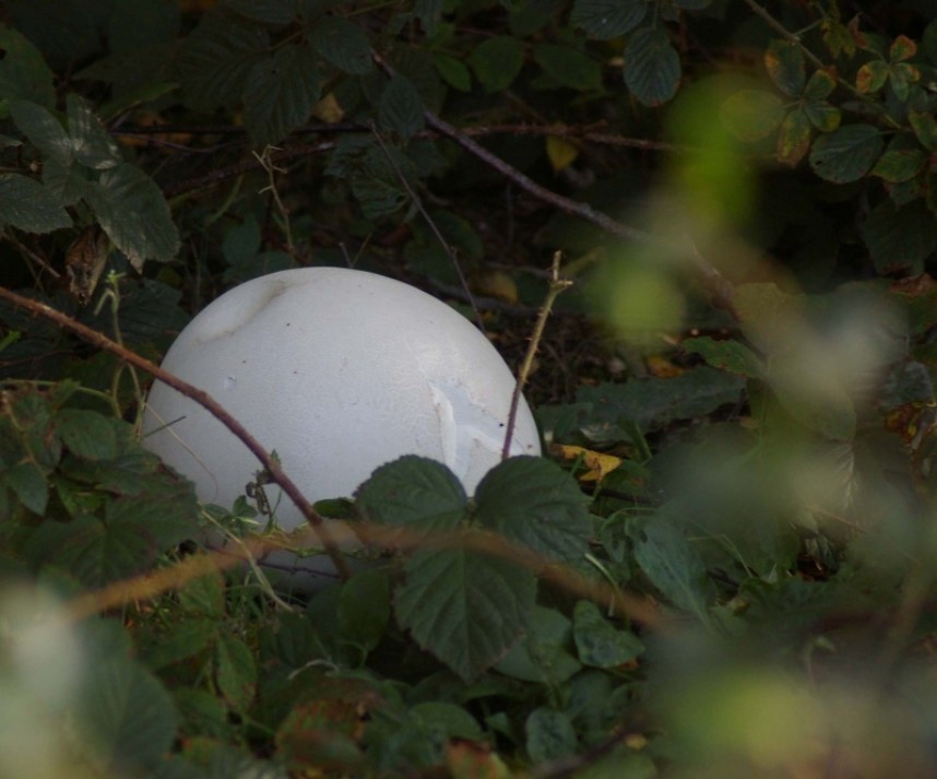  Giant Puffball © Dan Lombard