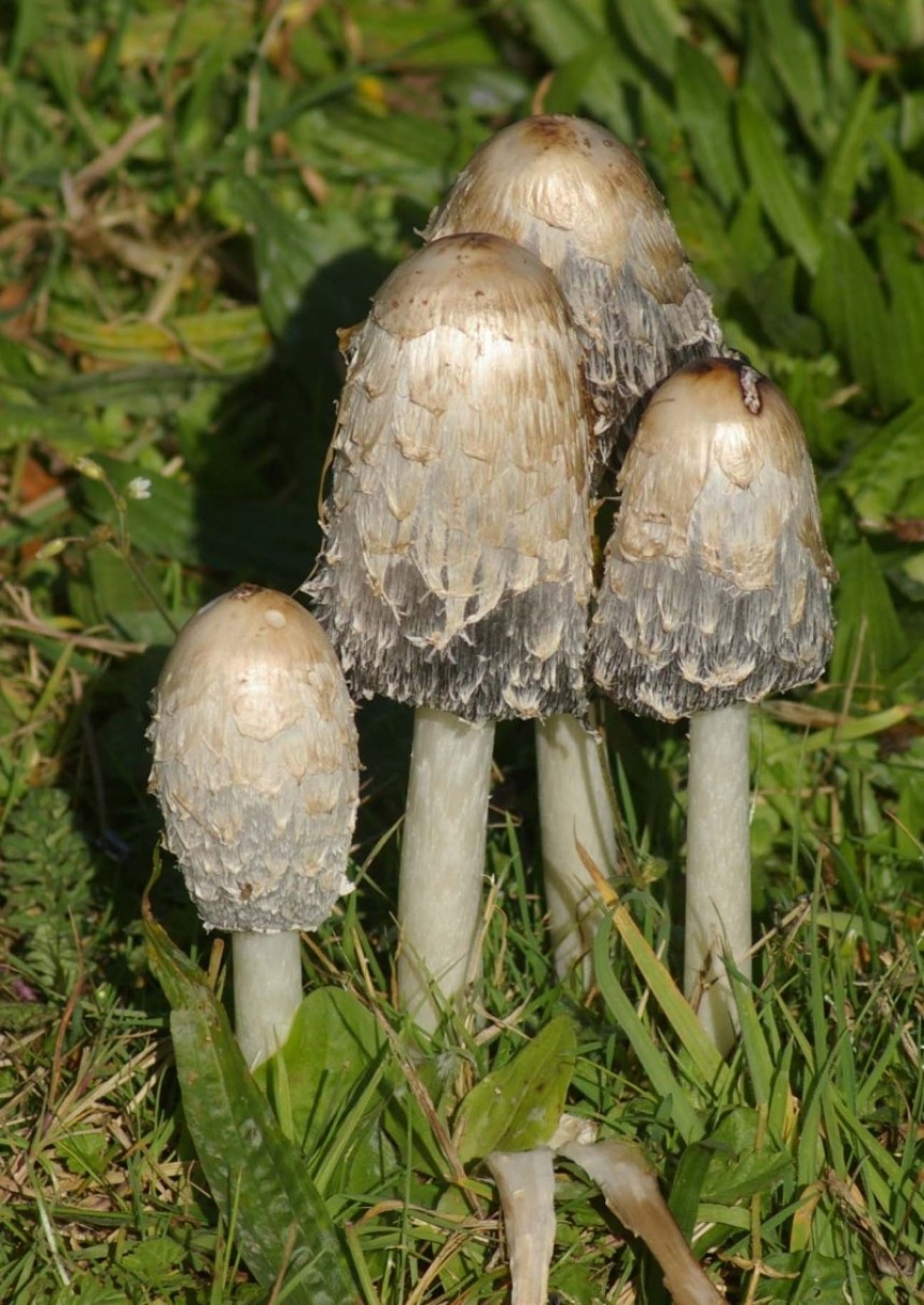  Shaggy Ink Cap © Dan Lombard